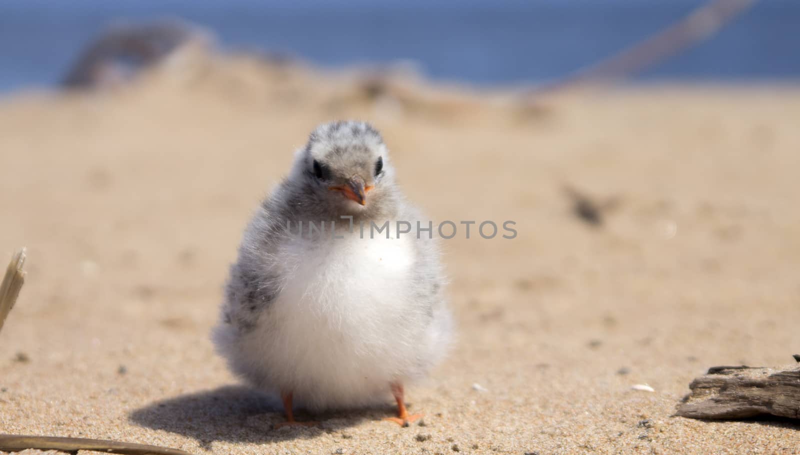 baby bird of common tern on sand