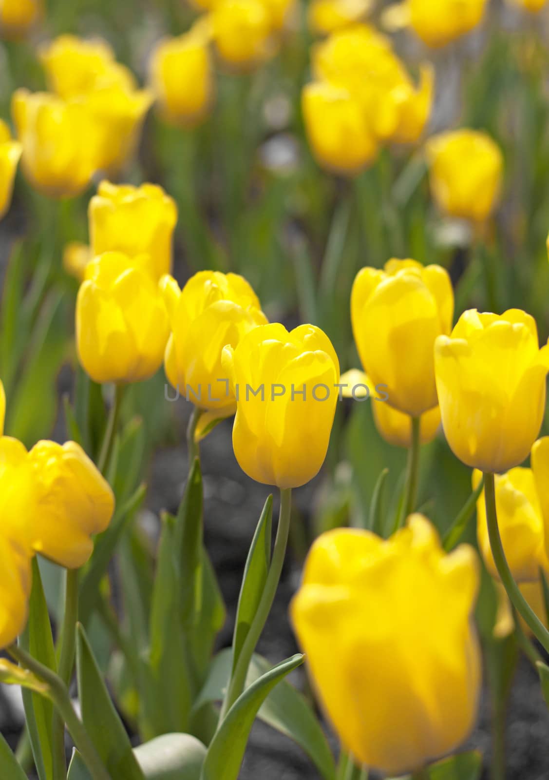 Yellow tulips bloom in garden fresh green leaf.
