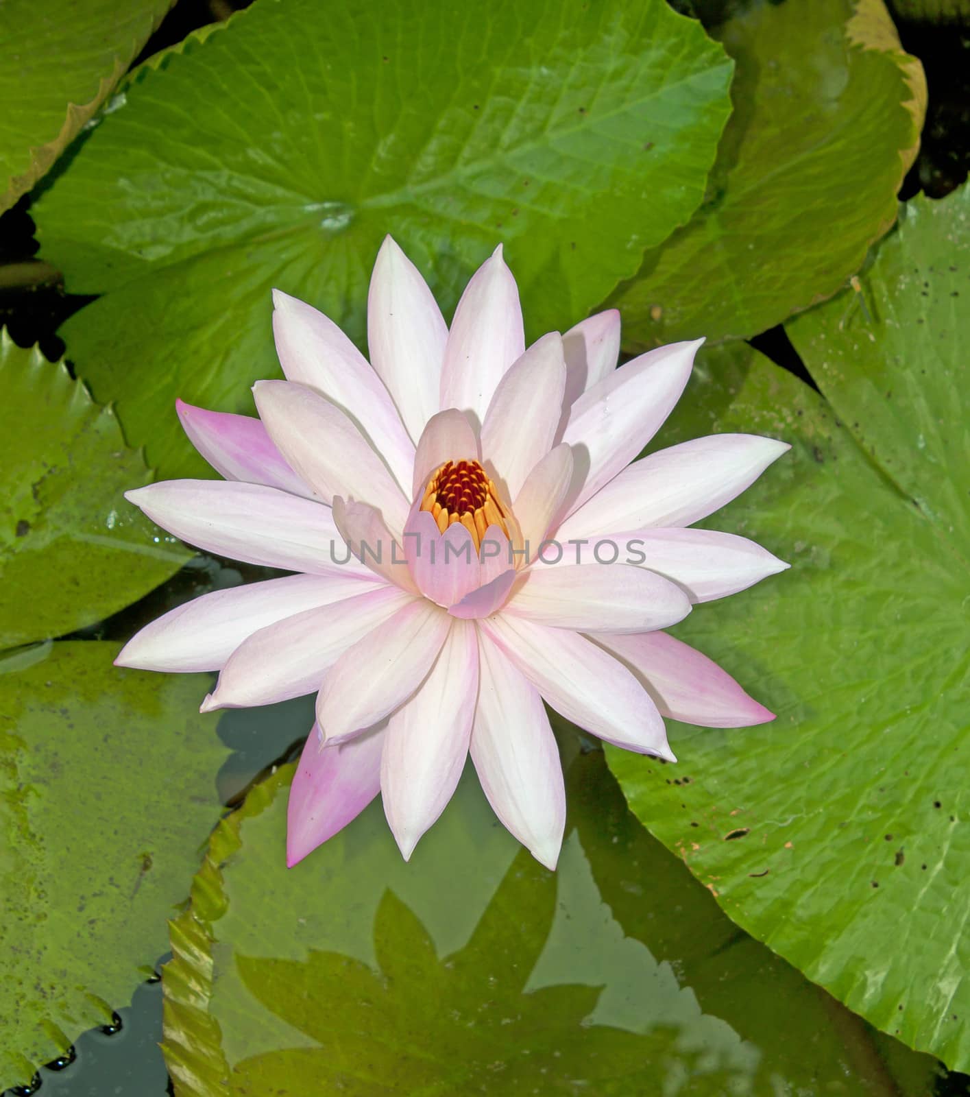 Pink waterlily with large green water leaves
