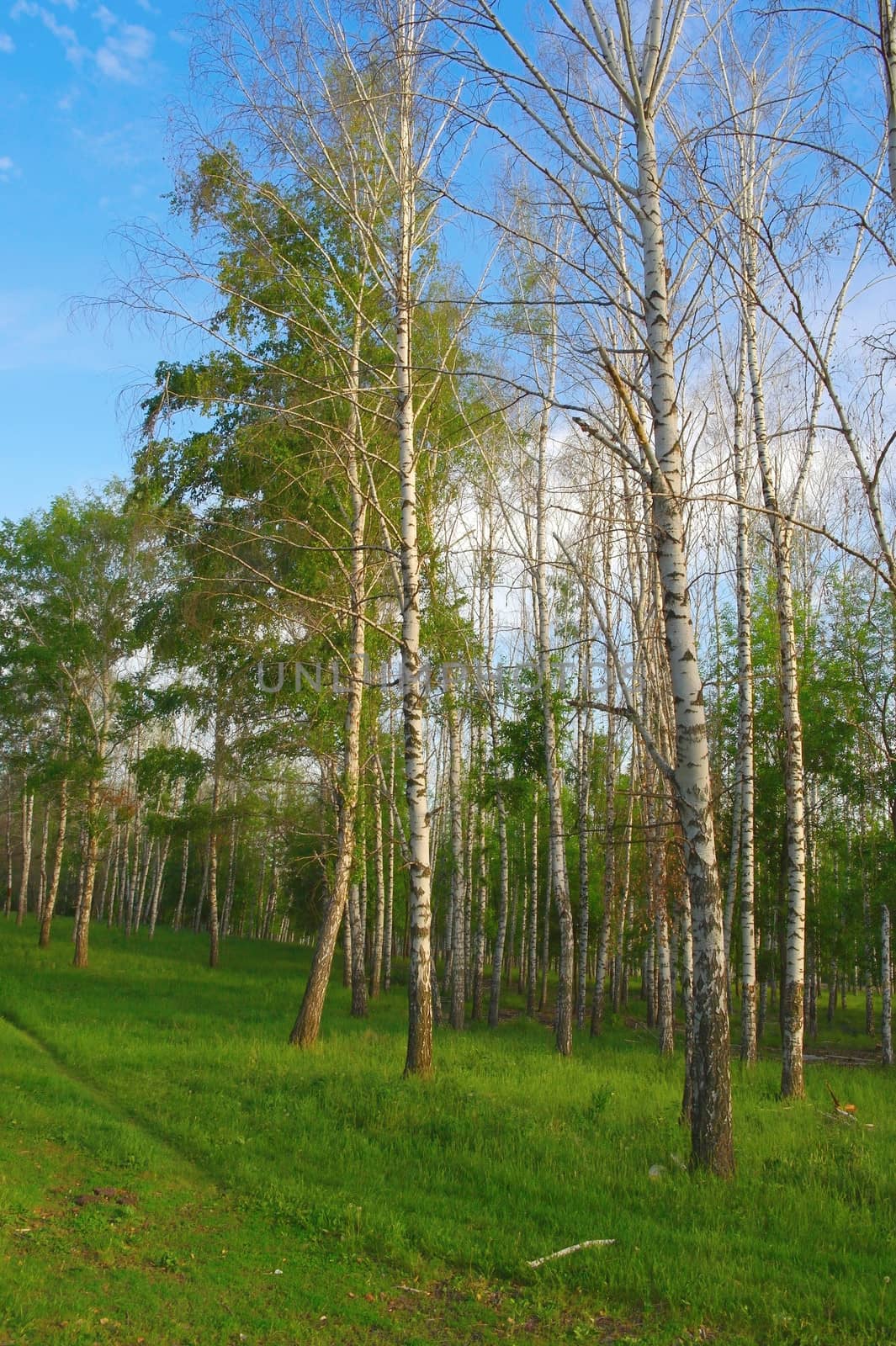 Summer landscape in birch grove 