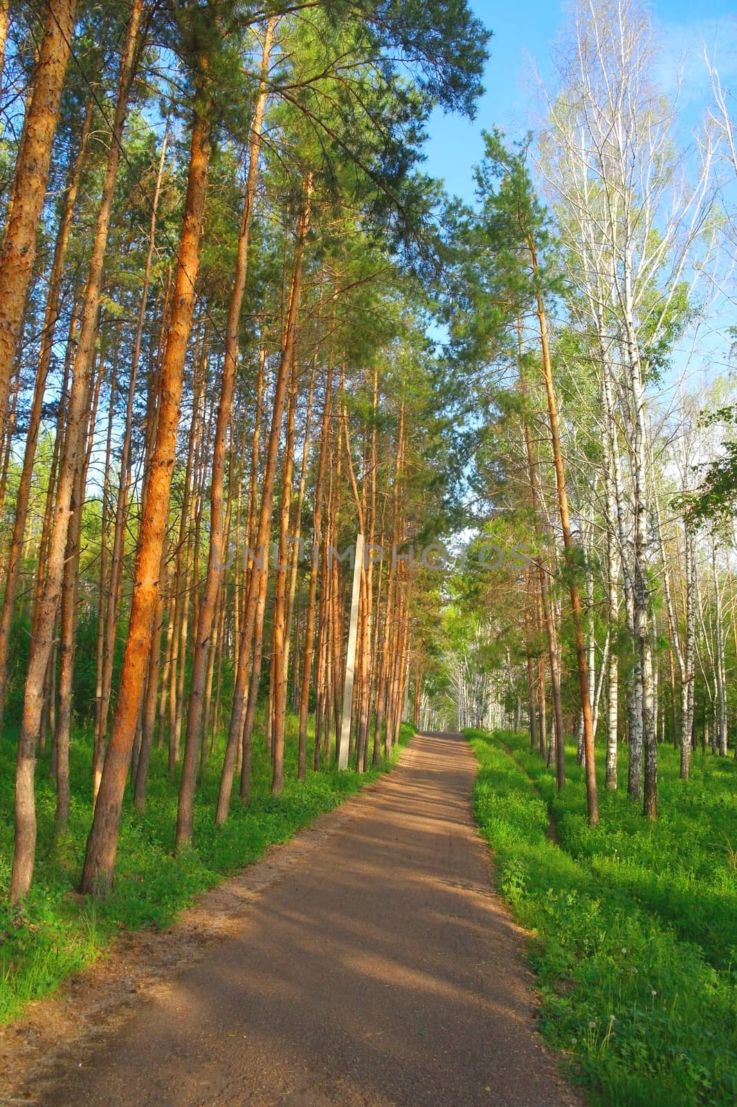 Beautiful summer landscape with footpath in birch and pine grove