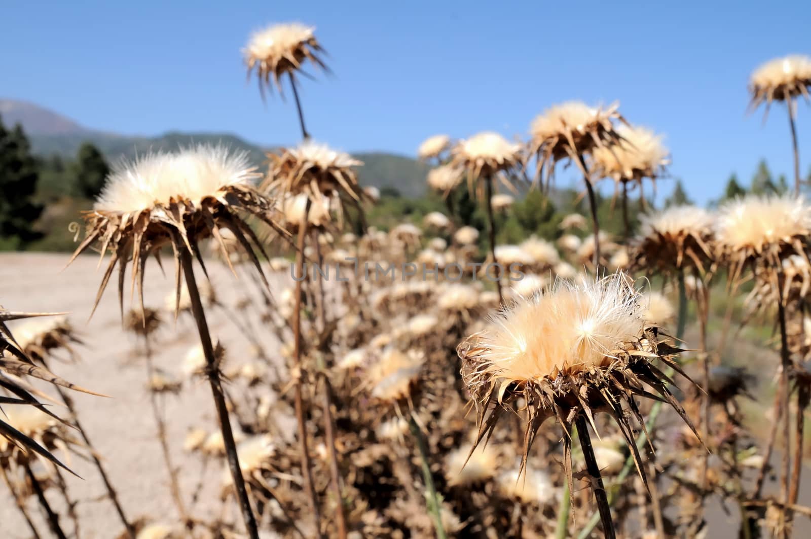 Some Dried Flowers with Thorns in the Desert