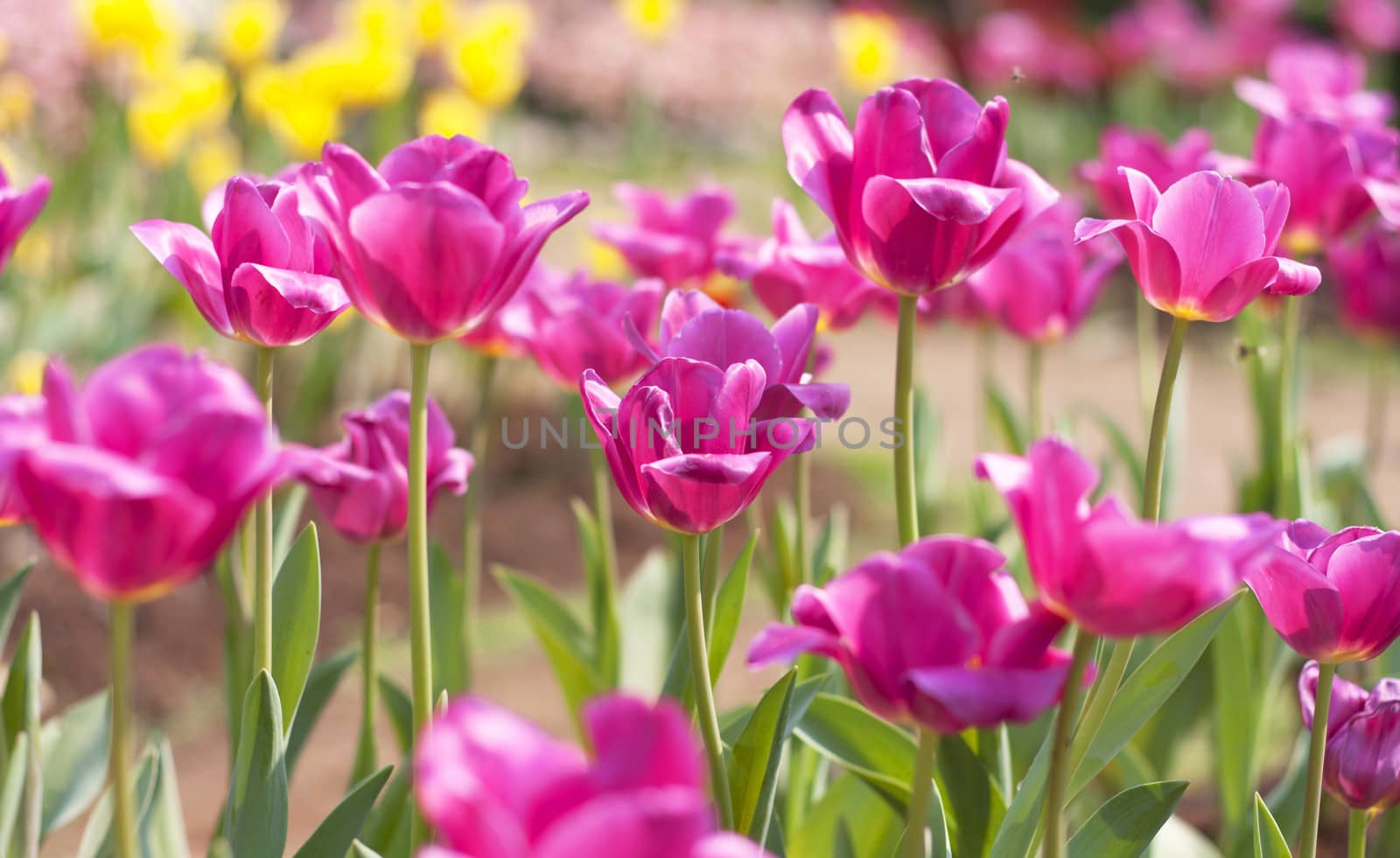 Tulips. by janniwet