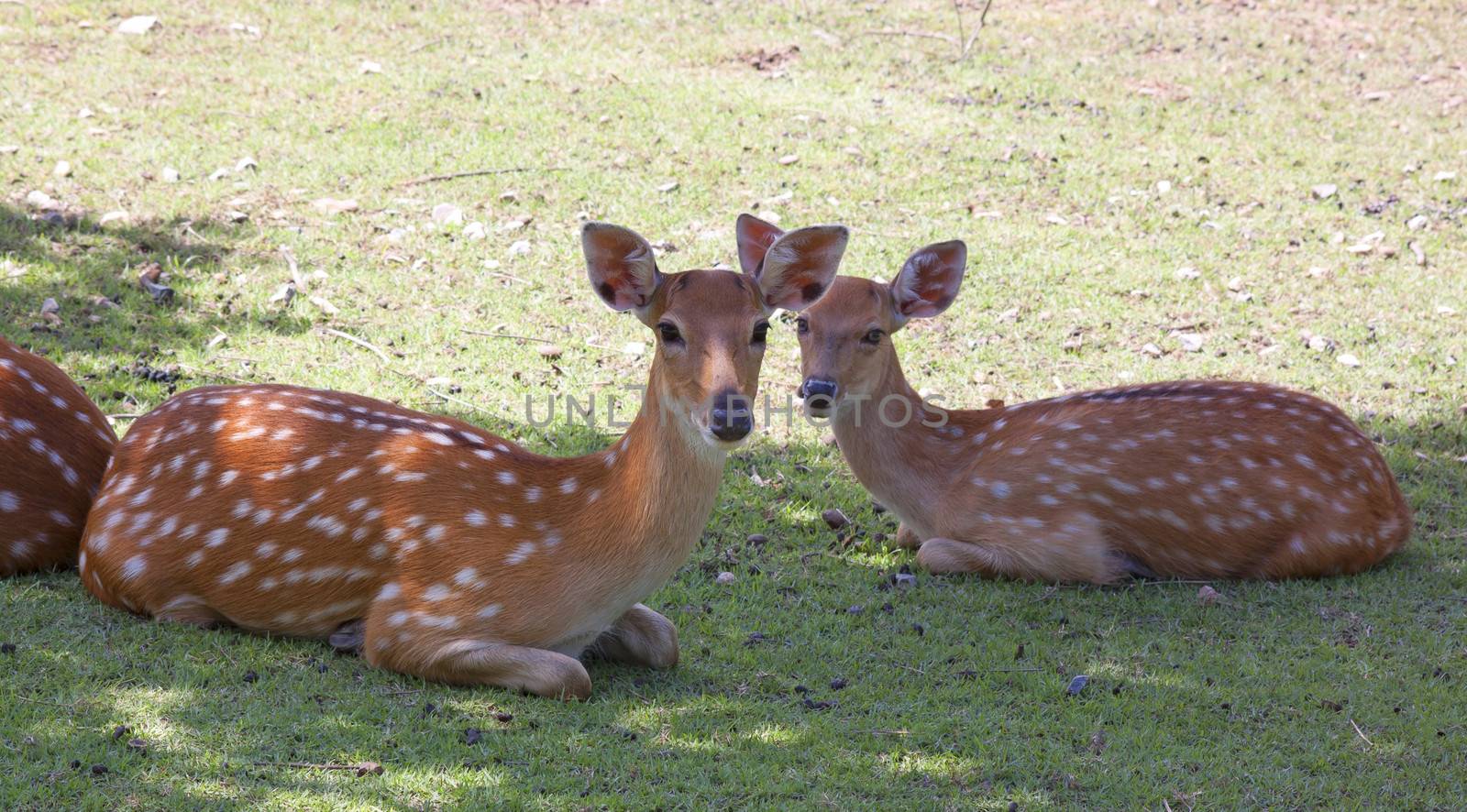 White Tailed Deer Wildlife Animals in Outdoors Nature