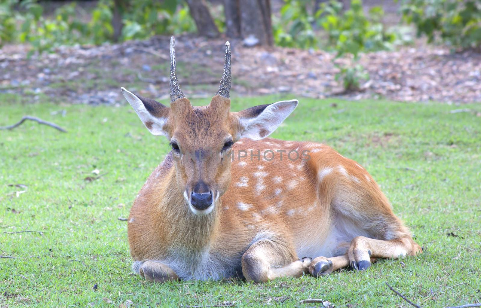 White Tailed Deer Wildlife Animals in Outdoors Nature