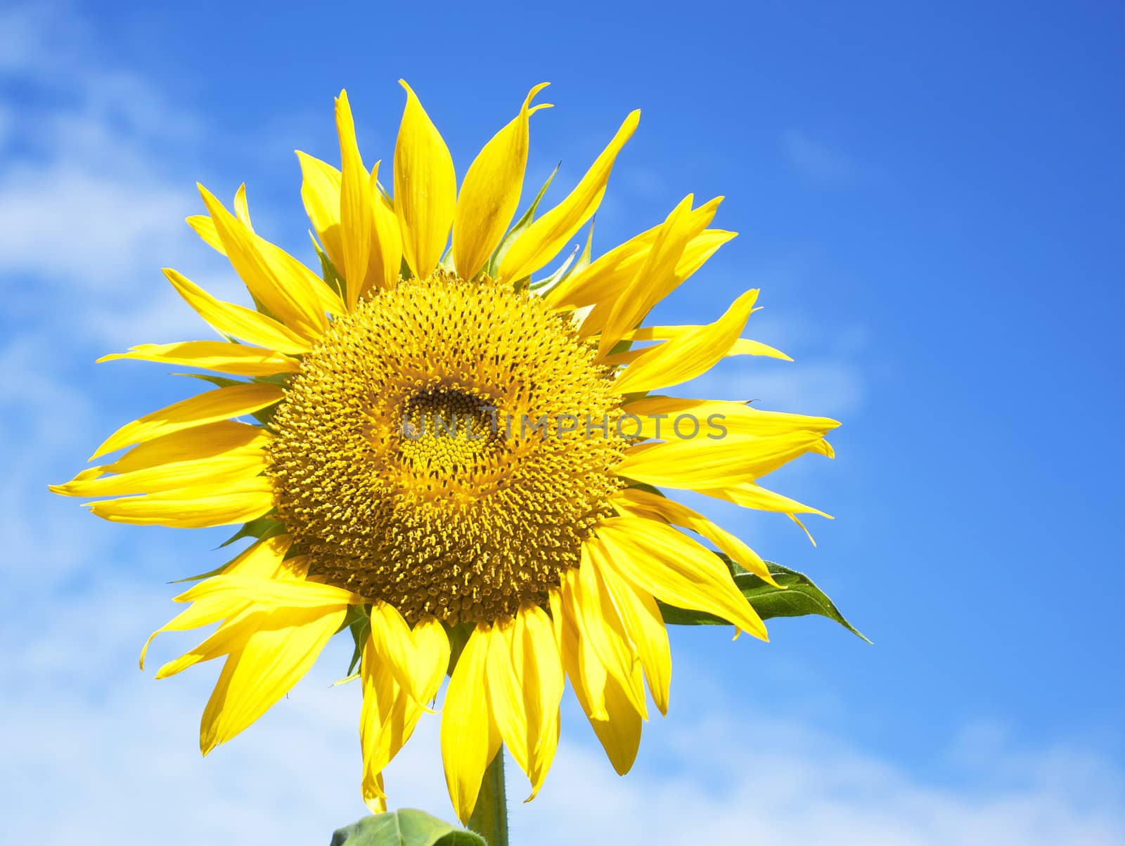 Sunflowers at The Field In Summer Nature.