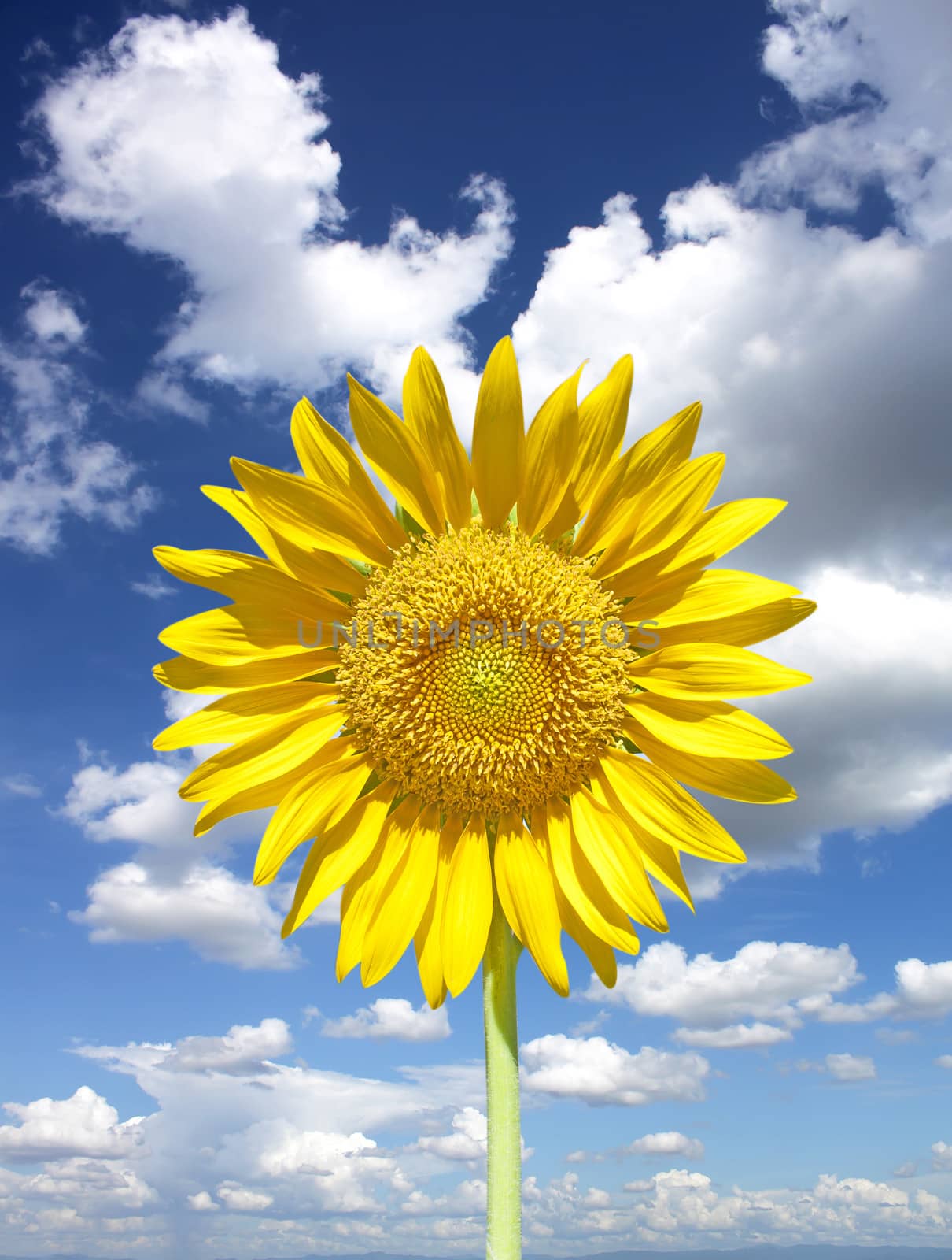 Sunflowers at The Field In Summer Nature.