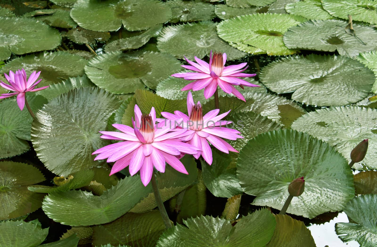 Image of a Lotus Flower On The Water