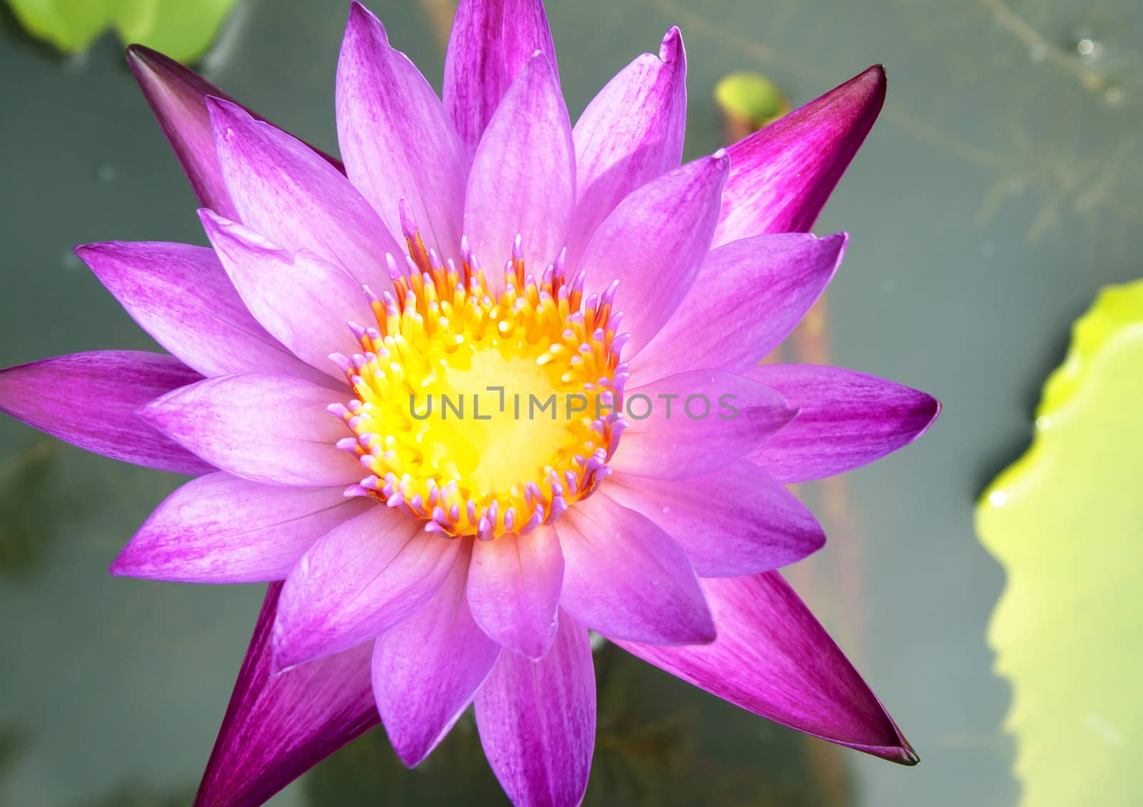 image of a lotus flower on the water