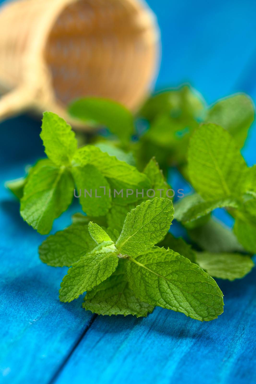 Peruvian Muña (lat. Minthostachys mollis) is a herbal and medicinal plant with a taste similar to mint, and is prepared as tea or used as a spice in some regions (Selective Focus, Focus on some of the leaves in the front)