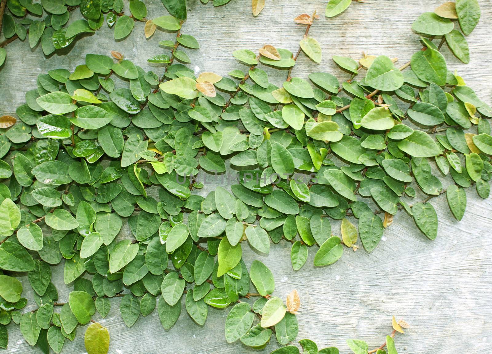 Climbing fig tree and white wall old