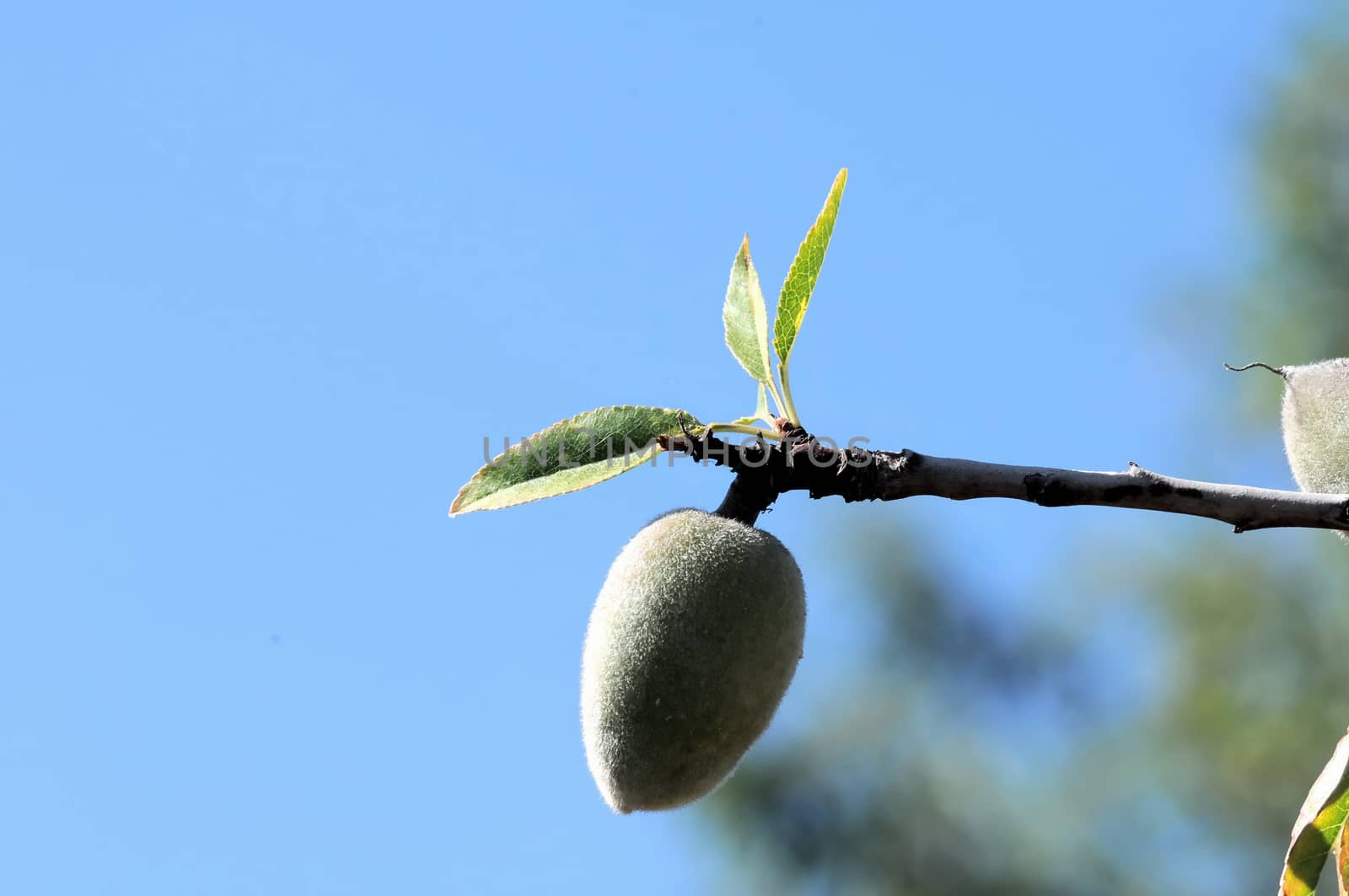 Green Unripe Prune on a Branch of a Tree 