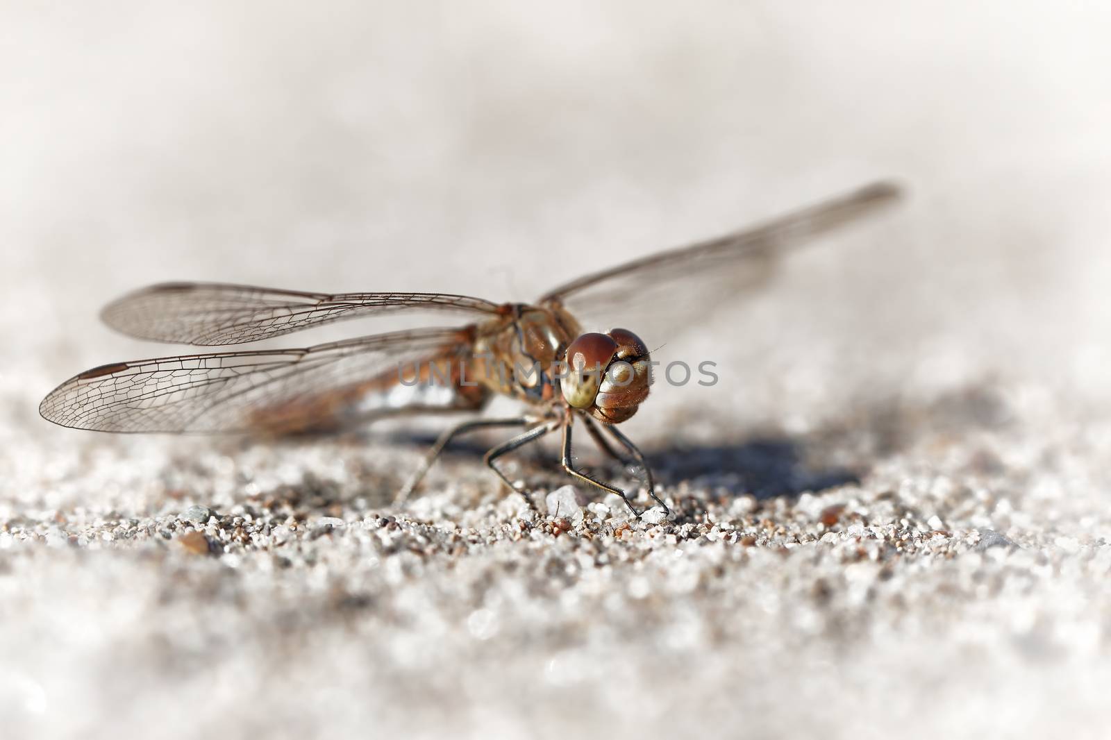 Close up of a Dragonfly sitting on the ground