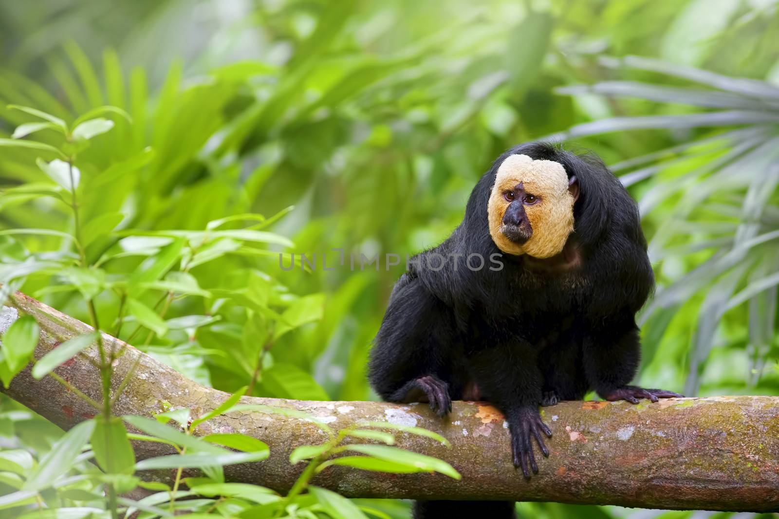 White-faced Saki Monkey sitting in the treetops