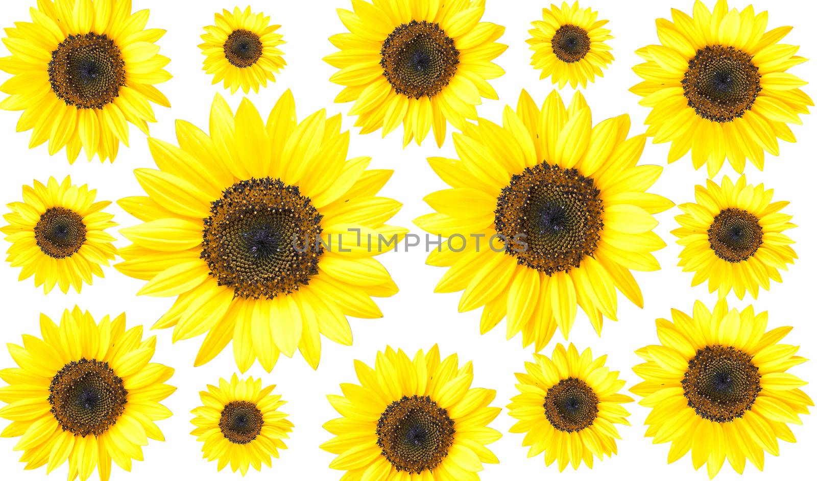 Sunflower Isolated on White + Clipping Path