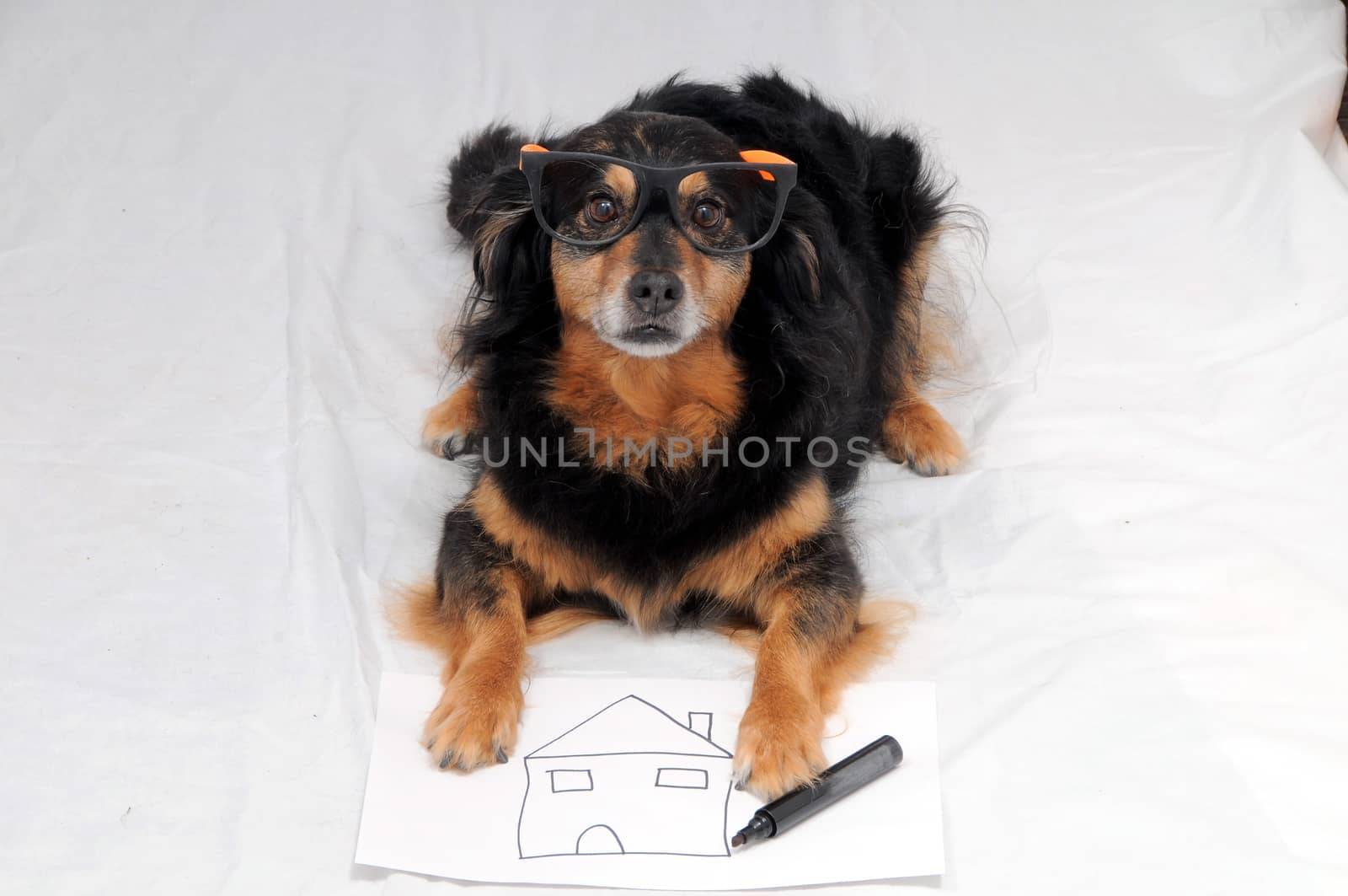 One Female Old Black Dog Drawing on a White Paper