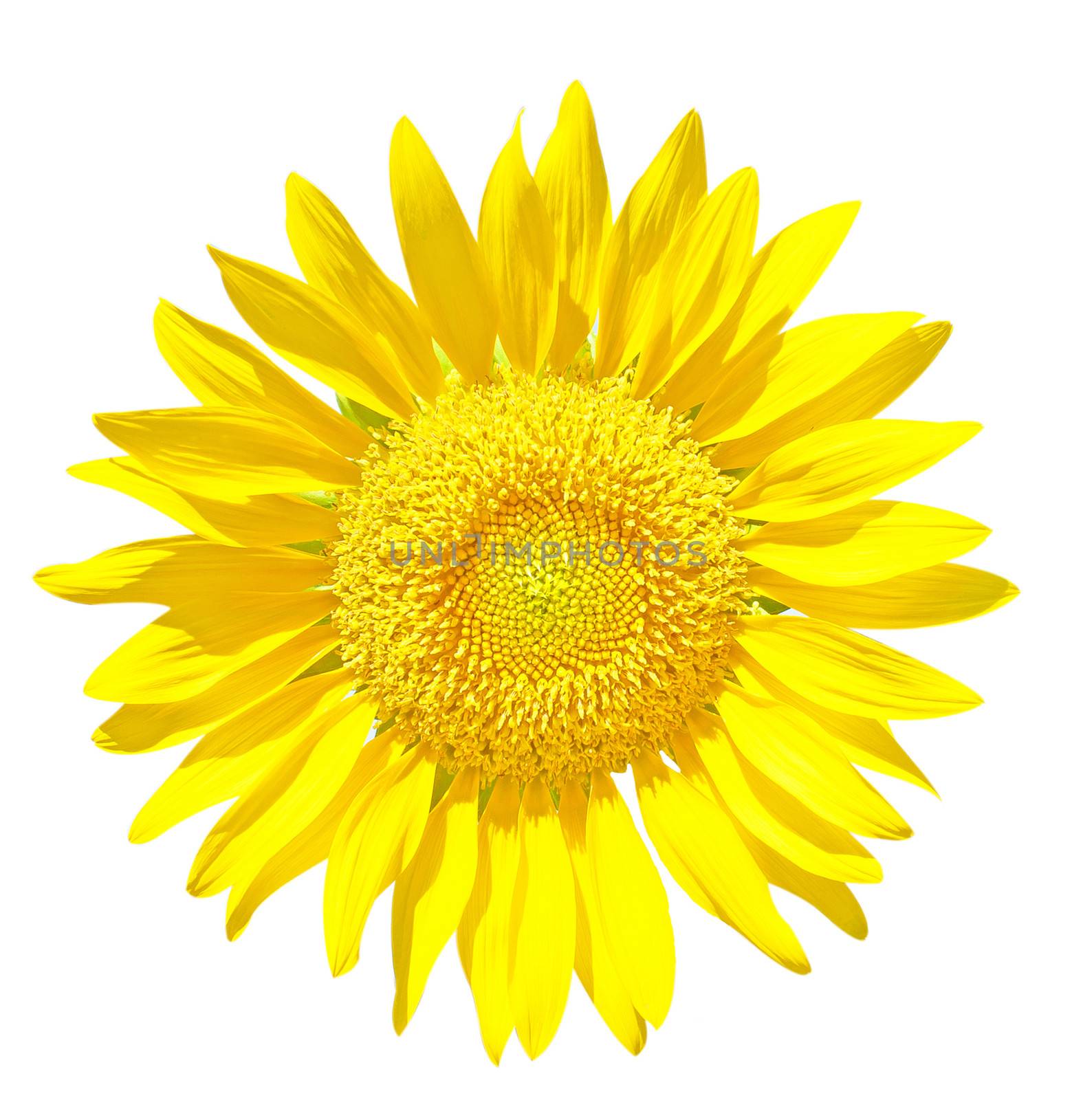 Sunflower Isolated on White + Clipping Path