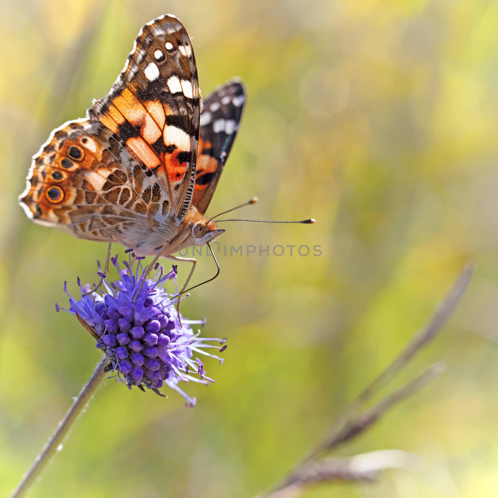 Painted Lady butterfly by kjorgen