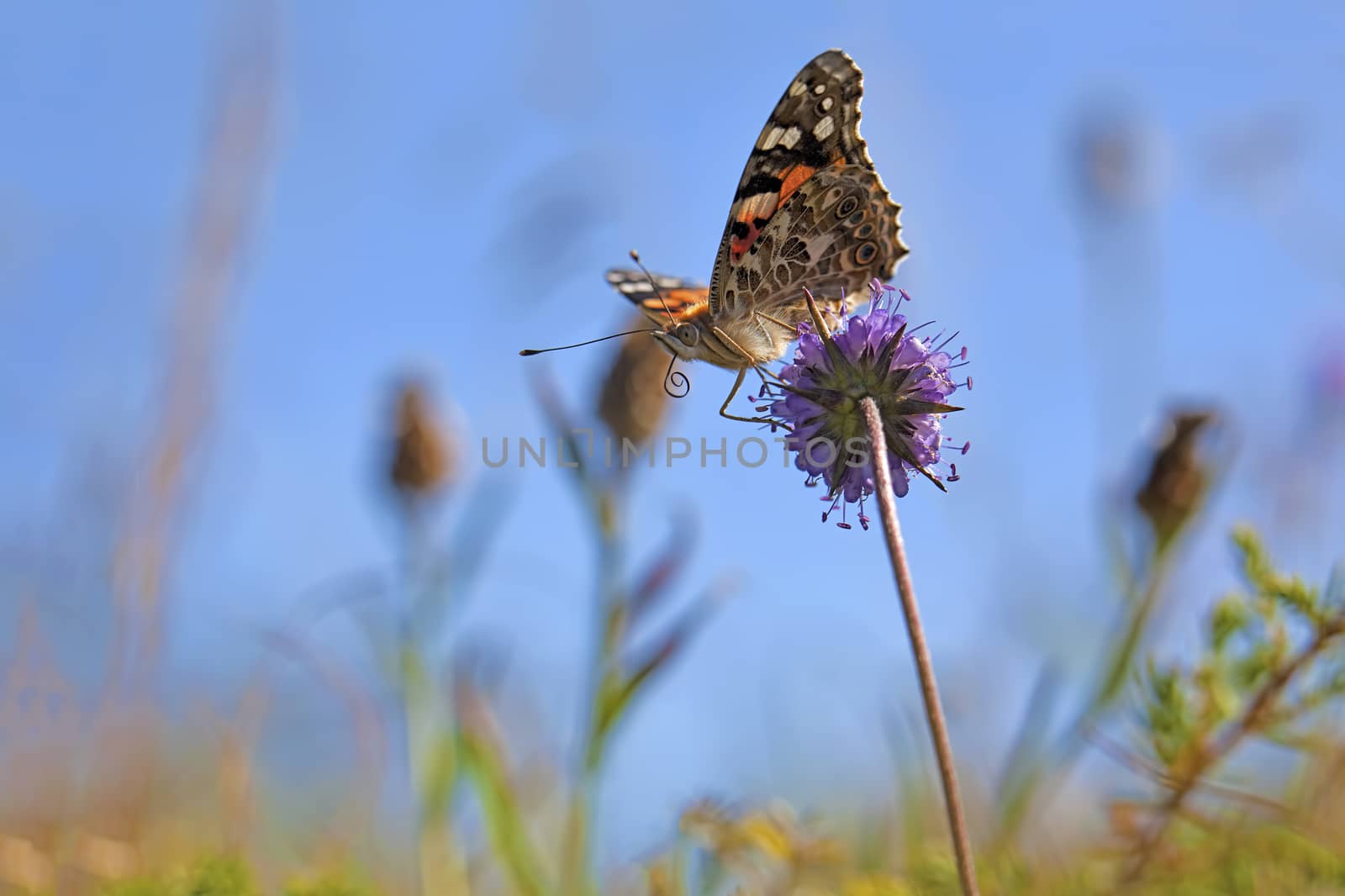 Painted Lady butterfly on a brown ray knapweed