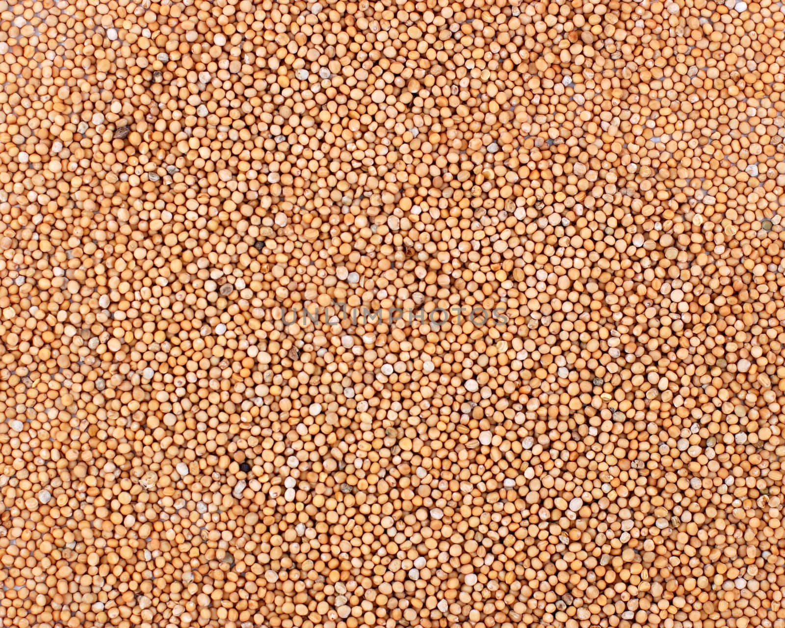 Mustard seeds abstract background texture