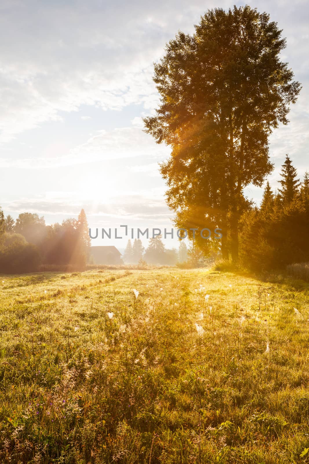 Golden light at autumnal meadow with big tree by juhku