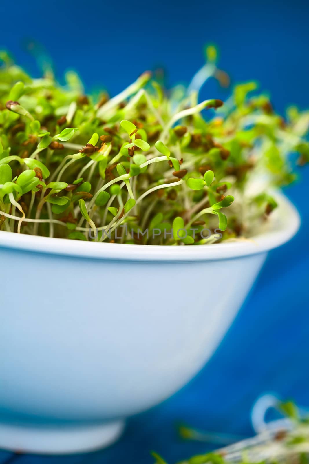 Sprouted alfalfa seeds in white bowl (Very Shallow Depth of Field, Focus on some of the sprouts in the front)