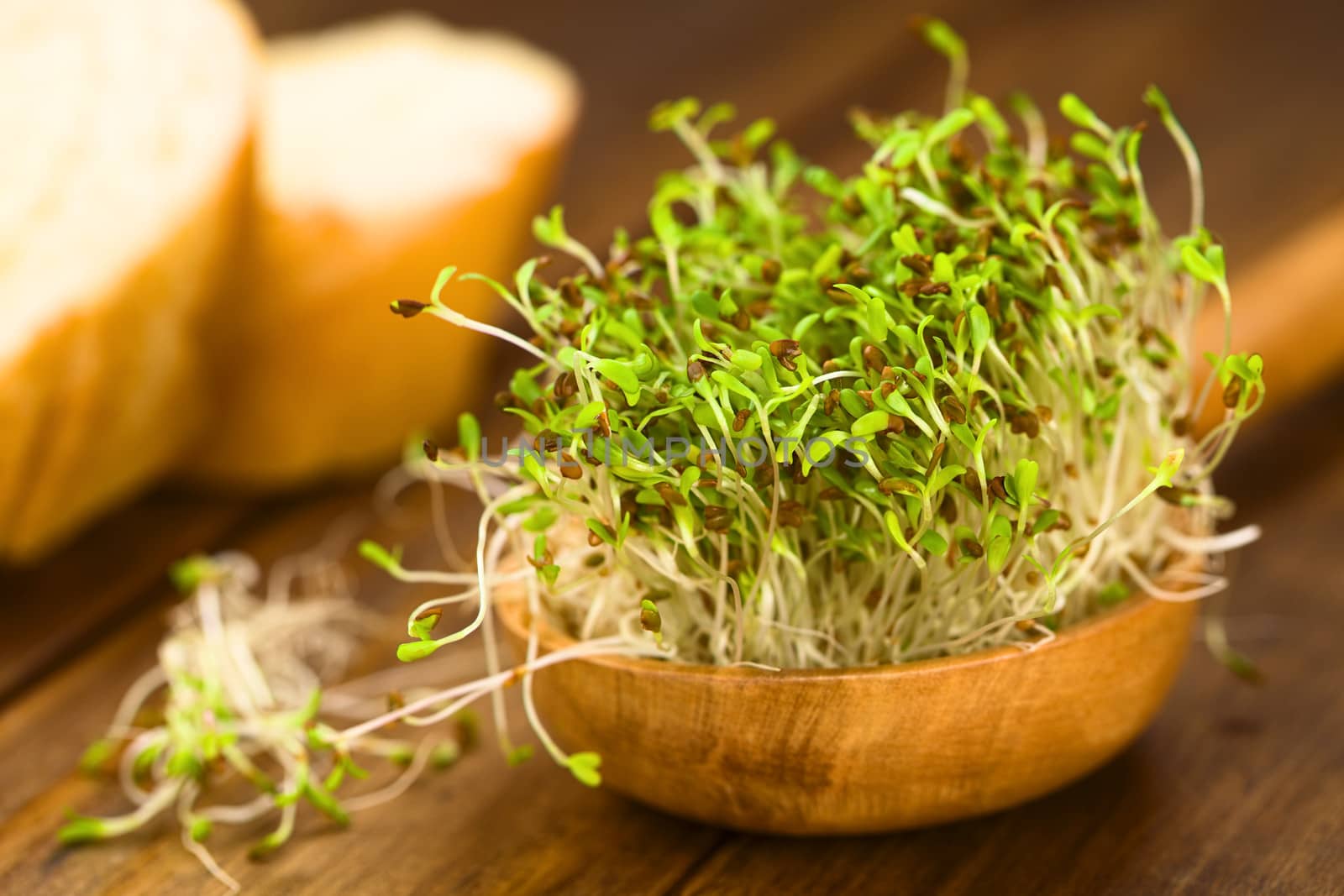 Alfalfa Sprouts by ildi