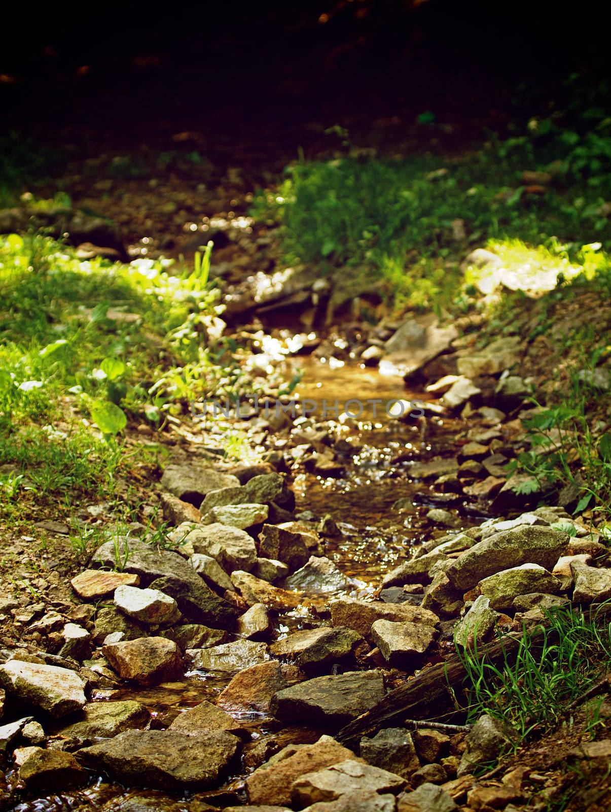 Beauty Forest Brook Between Stones and Green Grass on Lights and Shadows Outdoors Background