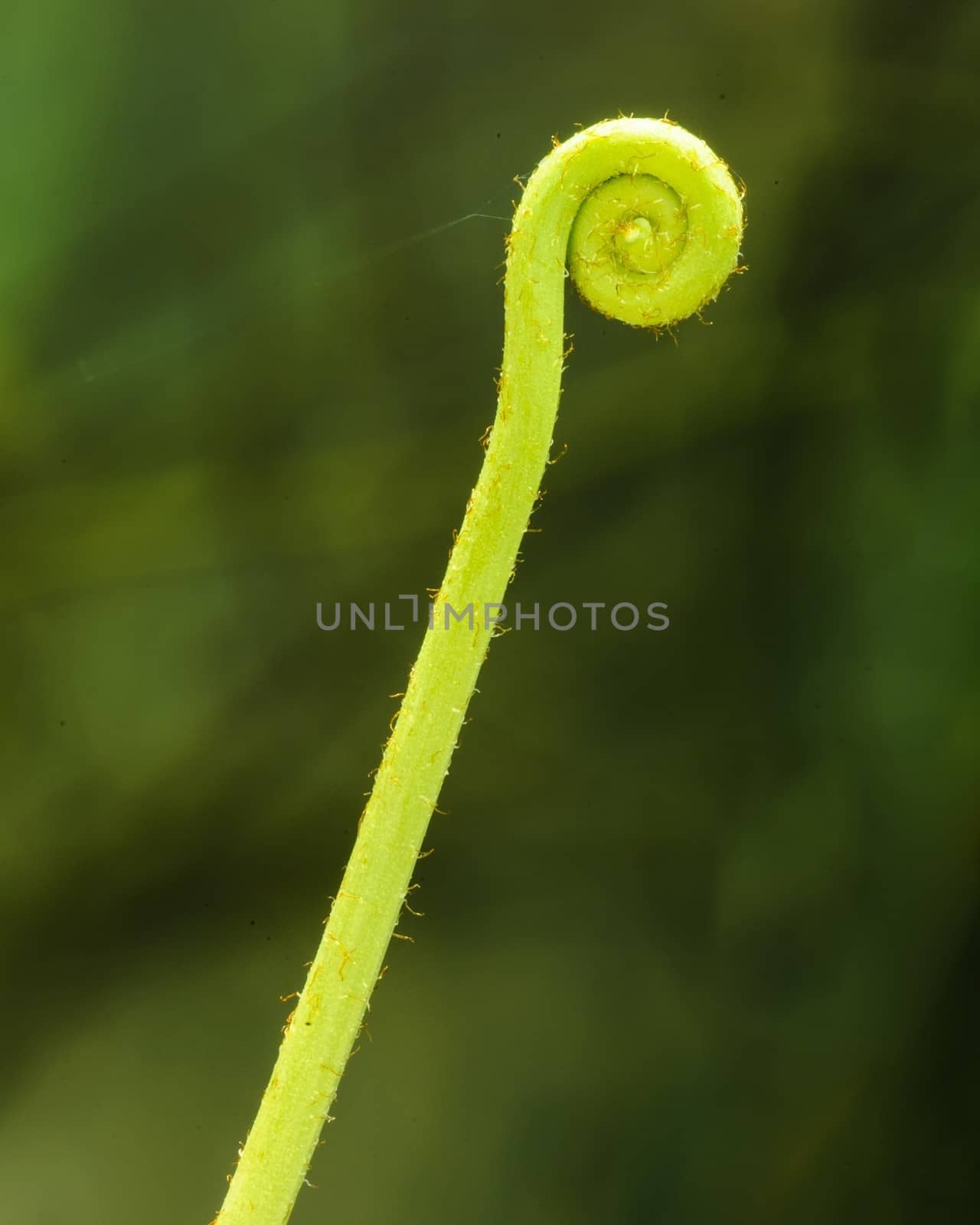 Abstract curly twig against green background. by ngungfoto