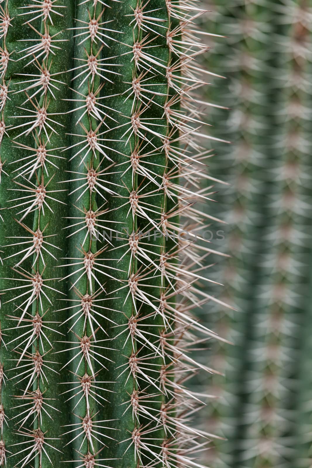 Cactus spikes closeup