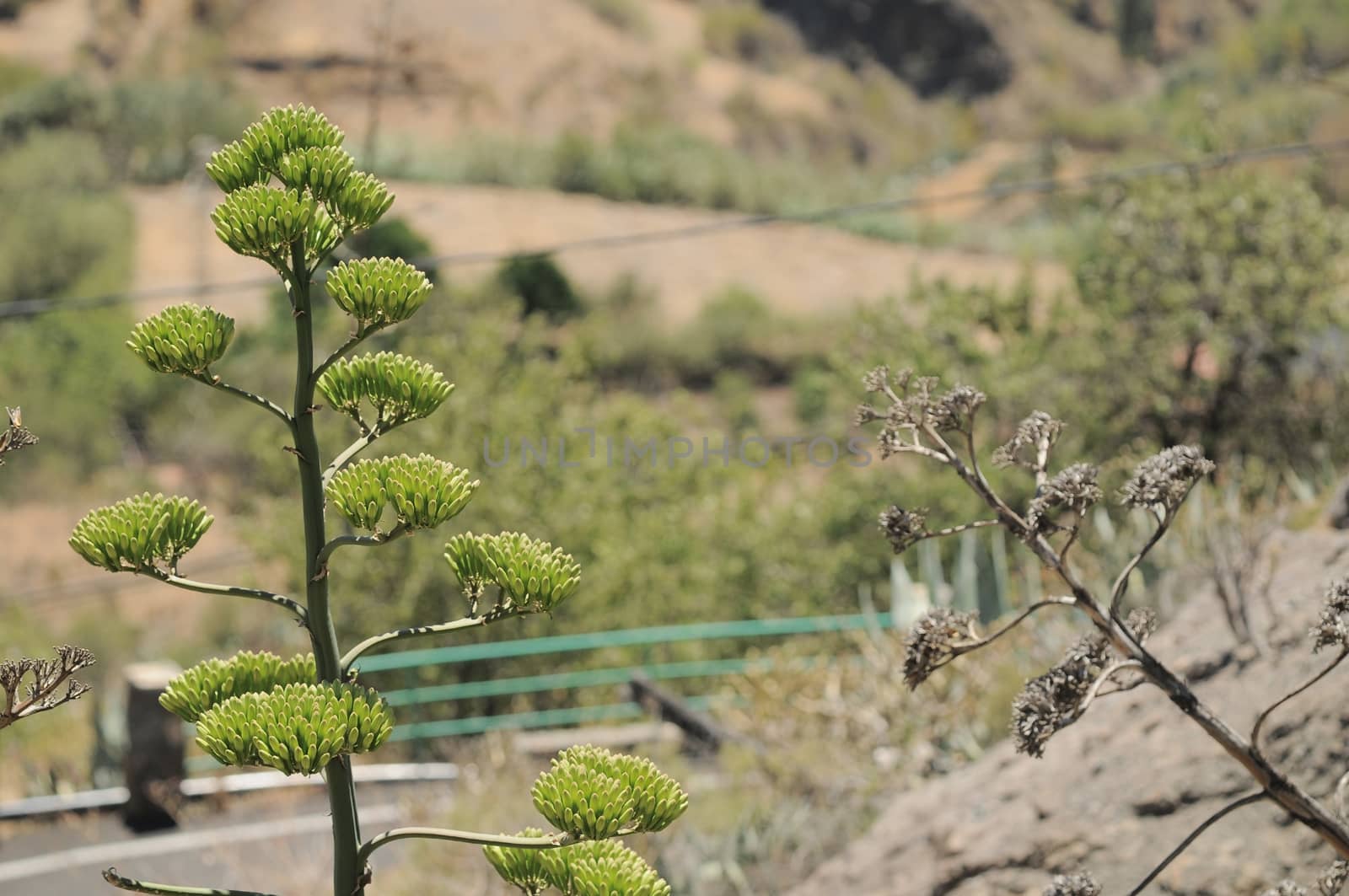 Green Agave Flowers In Gran Canaria Island, Spain