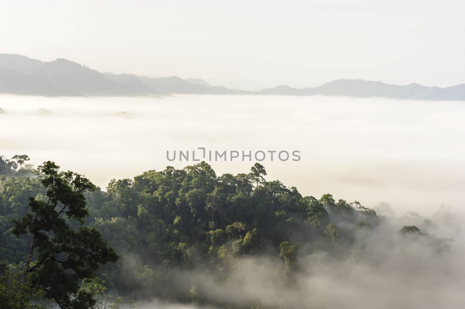 Beautiful mountain mist in rain-forest Thailand.  by ngungfoto