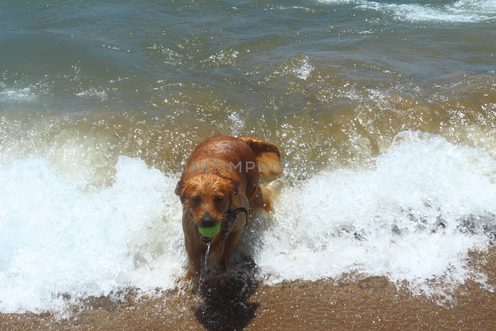 Beautiful pedigree dog on the beach plays in the coastal strip of water.