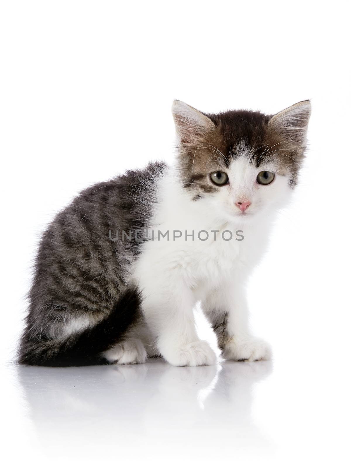 Small kitten on a white background. by Azaliya