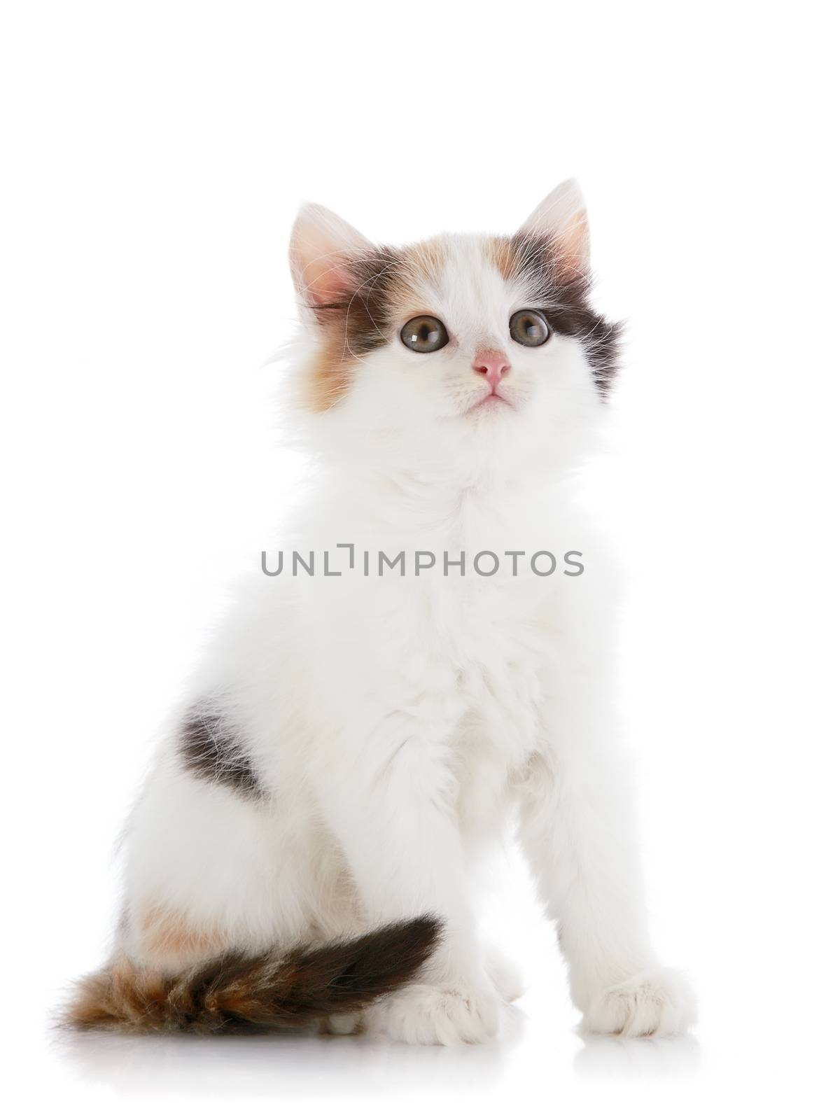 The white kitten with color spots. Multi-colored small kitten. Kitten on a white background. Small predator. Small cat.