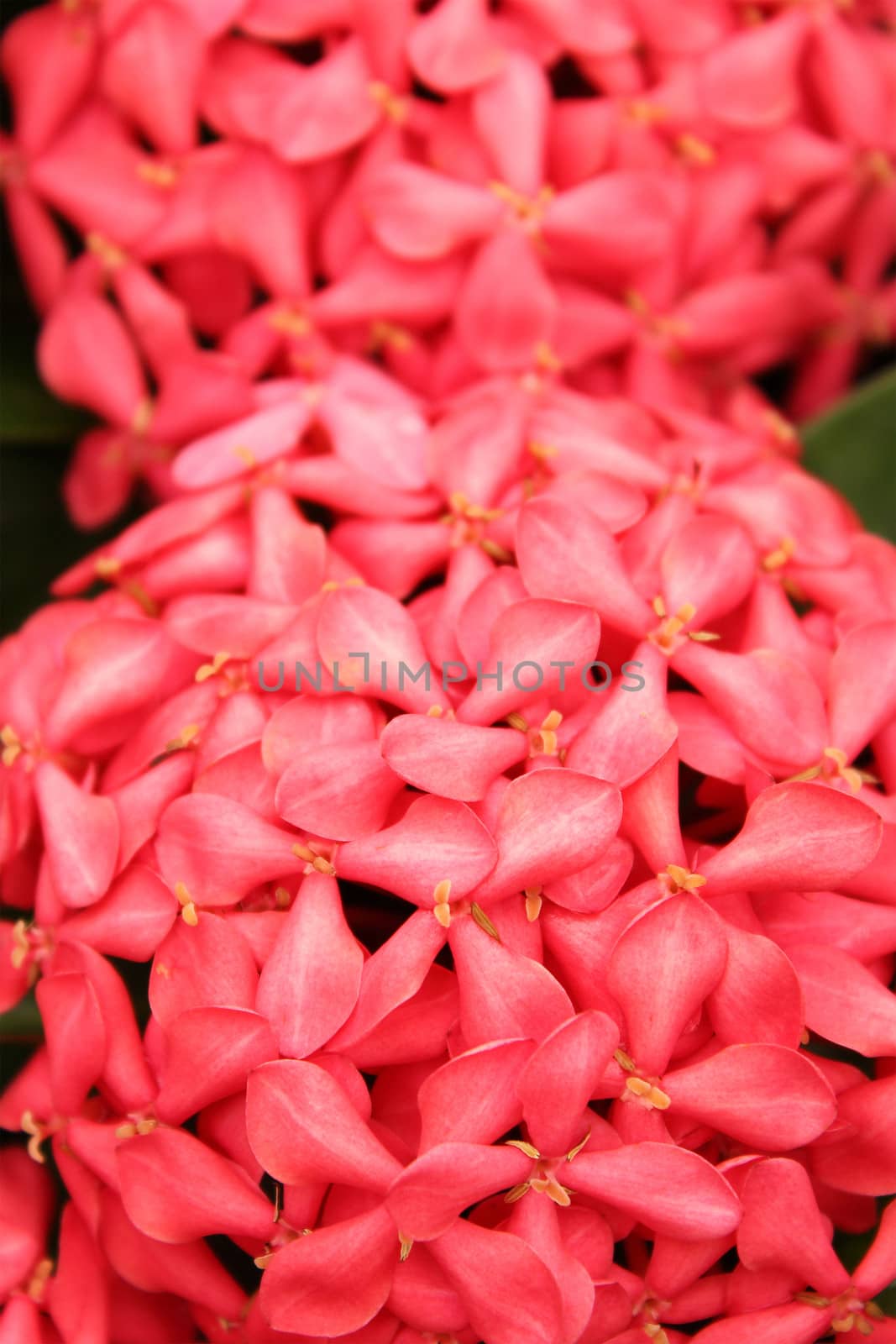 Ixora Coccinea