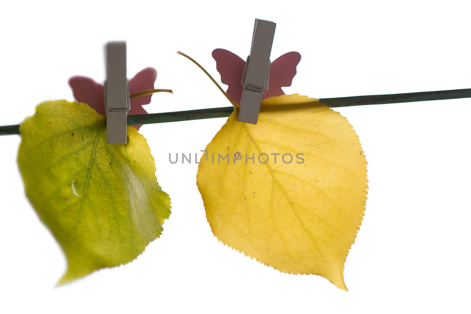 different autumn leaves hanged by victosha