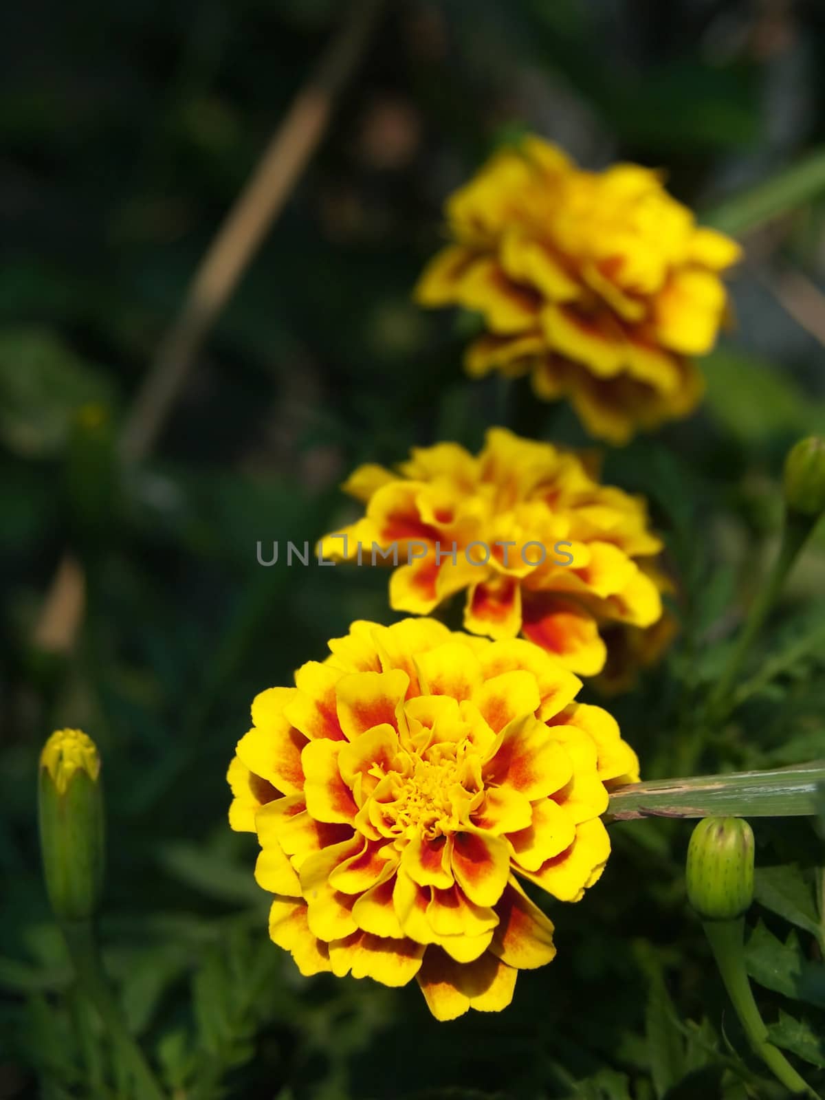 Beautiful flowers of french marigold flower (Tagetes patula Family Compositae)