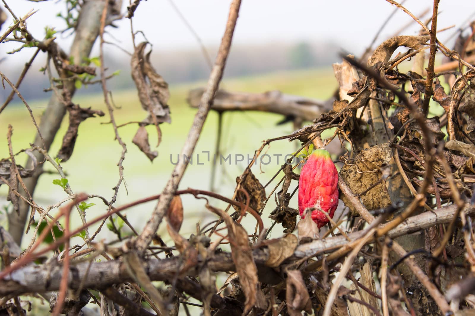 Ivy gourd withered between tree dry  , Ivy gourd  Thai vegetable  Coccinia grandis  L   Voigt by photo2life