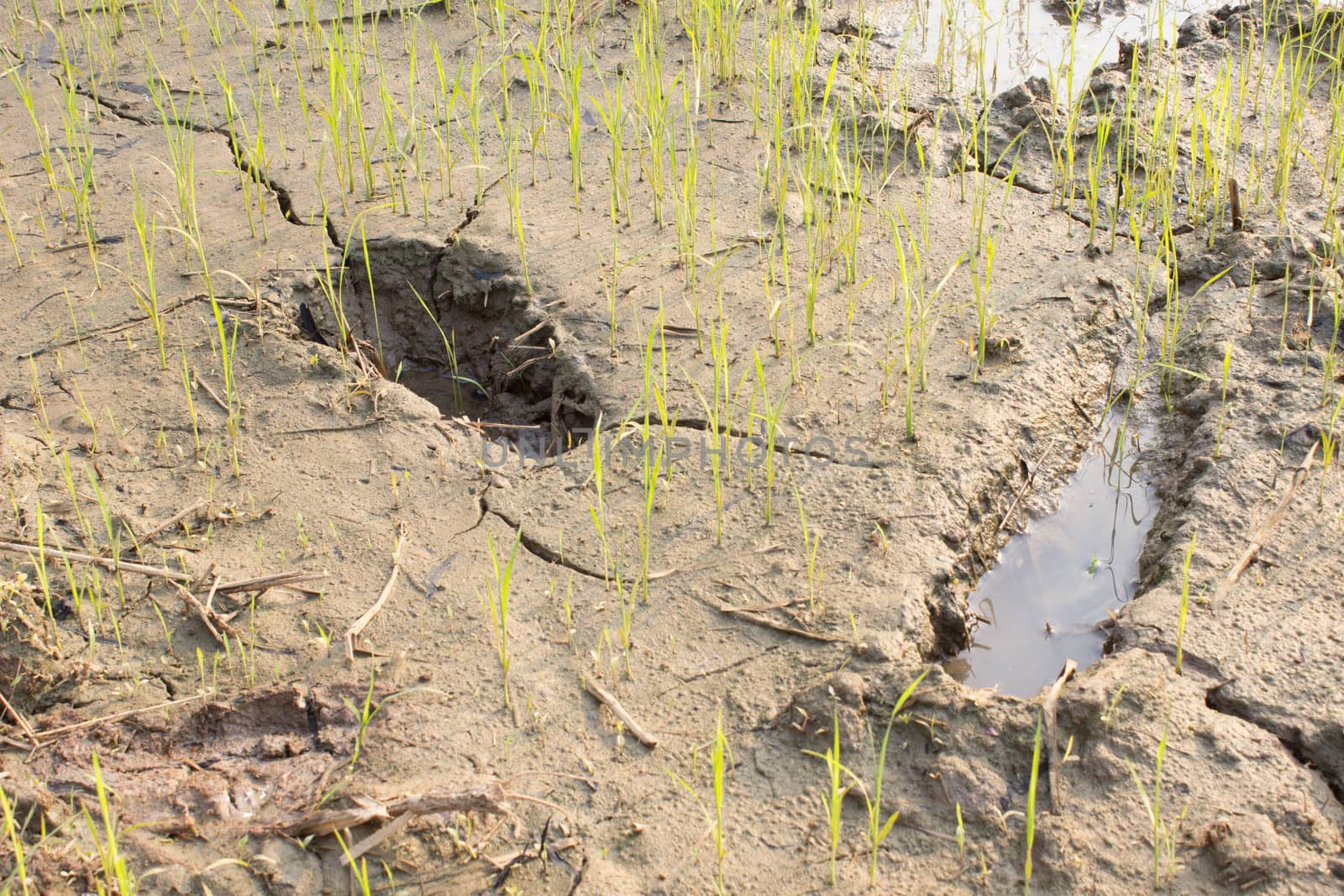 Footprints in rice  paddy  in Thailand