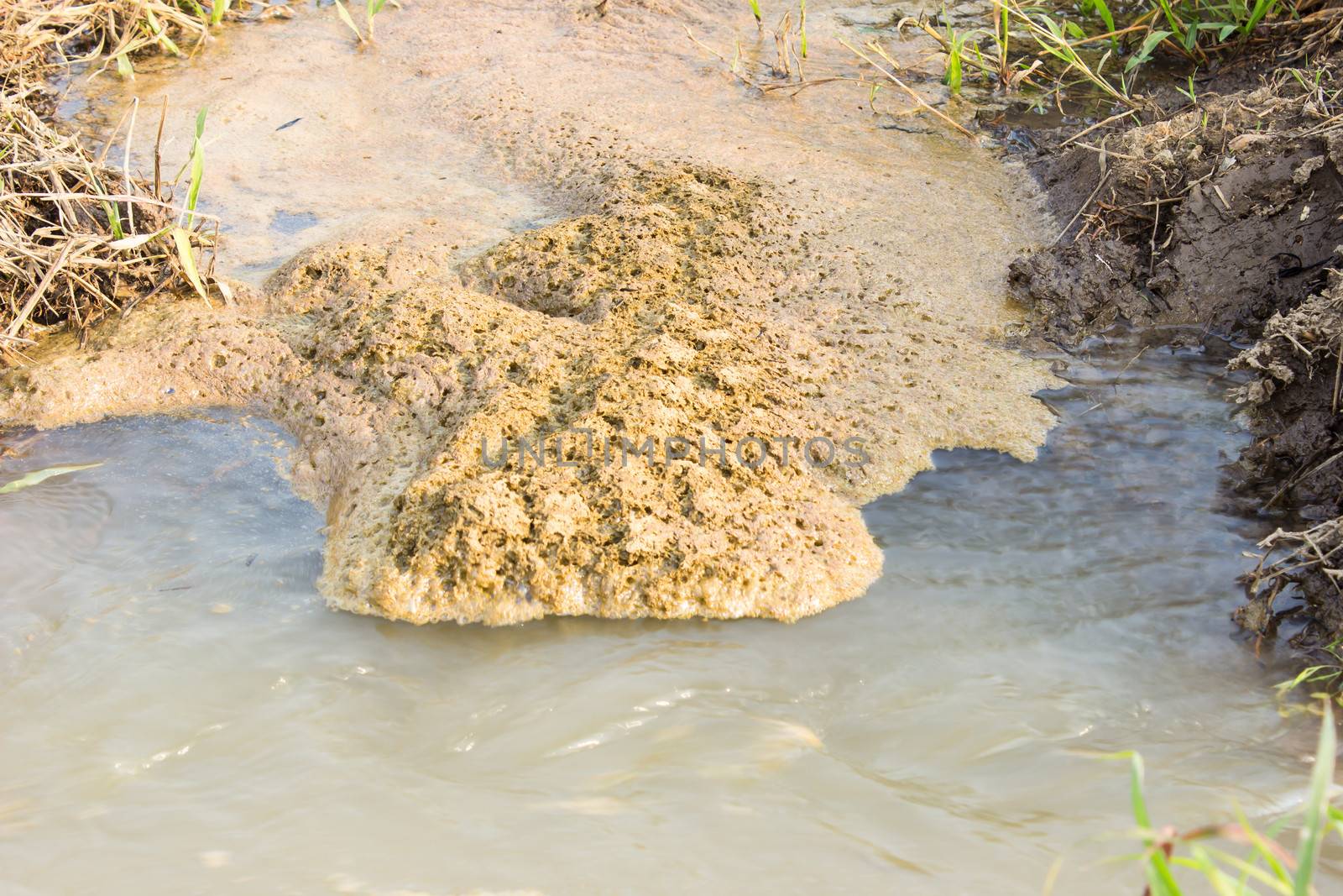 Bubbles of wastewater in rice  paddy by photo2life