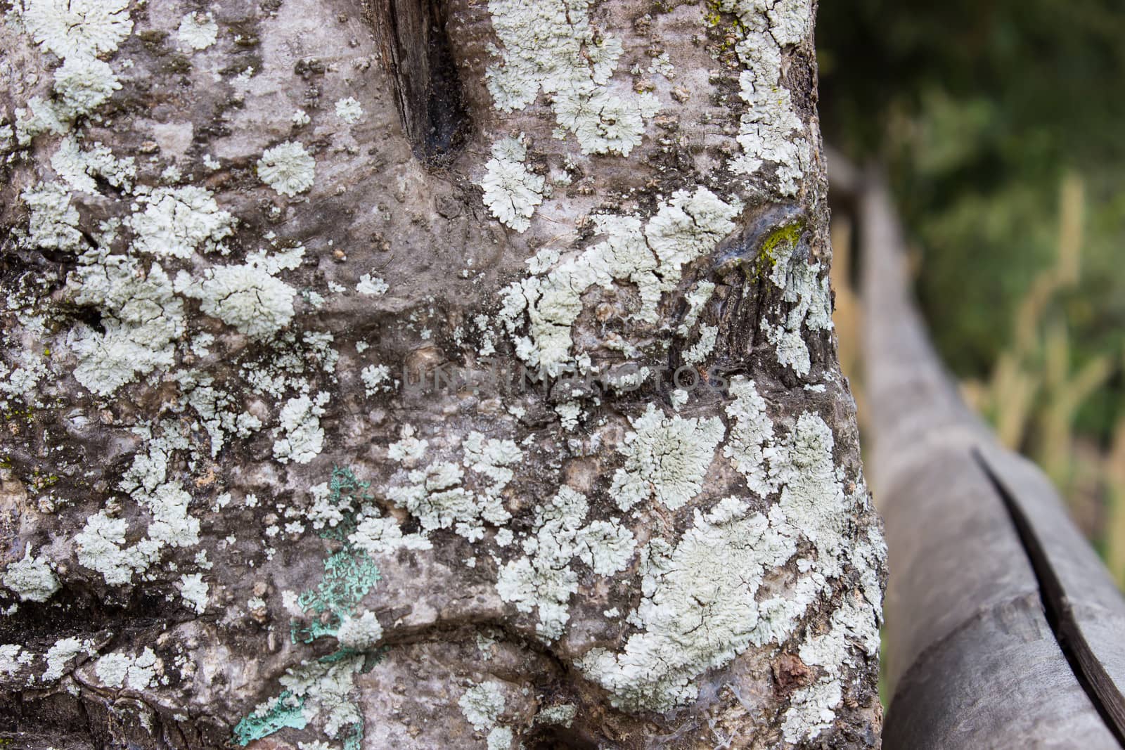 The fungus on the bark by photo2life