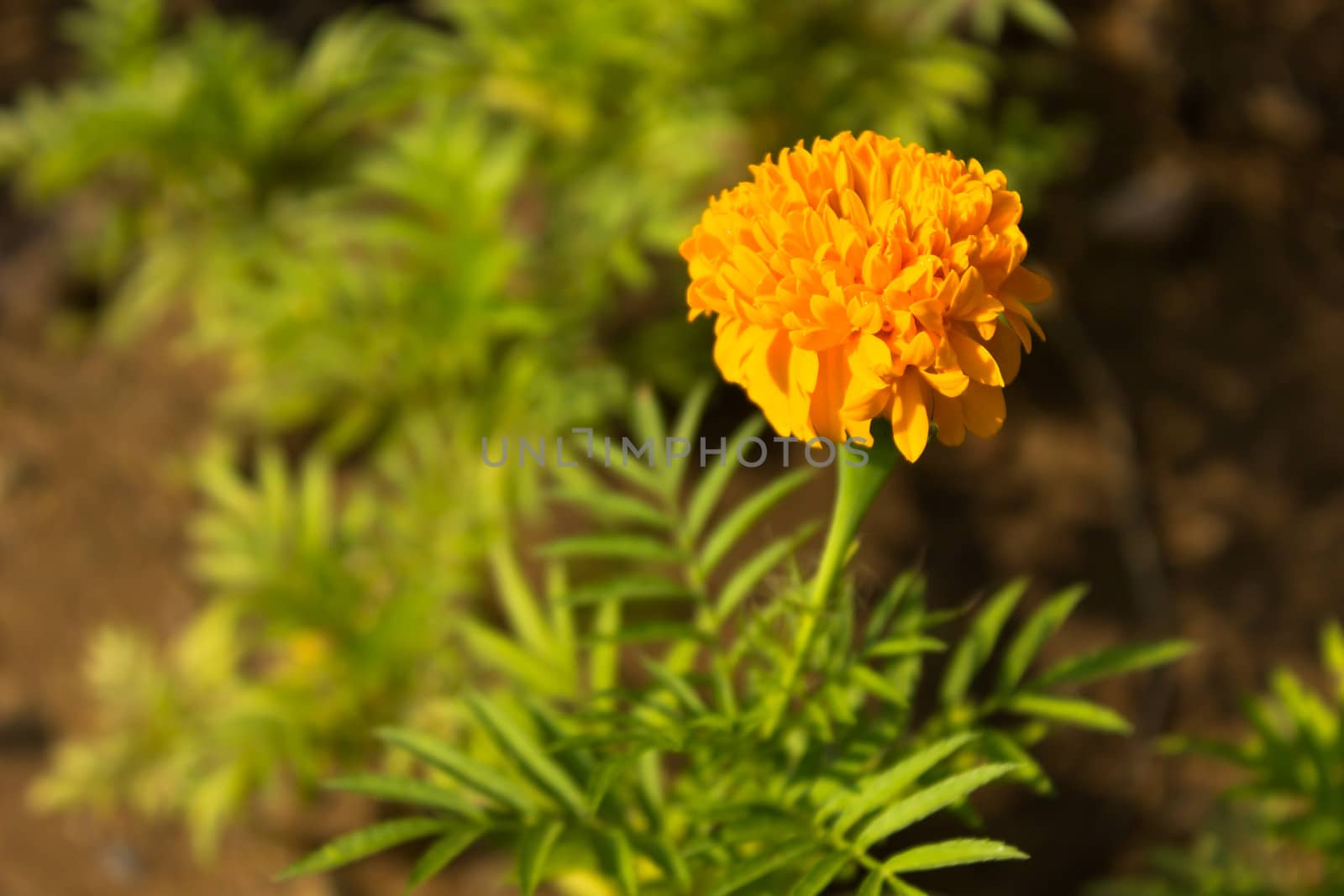 View of a yellow and small Marigold