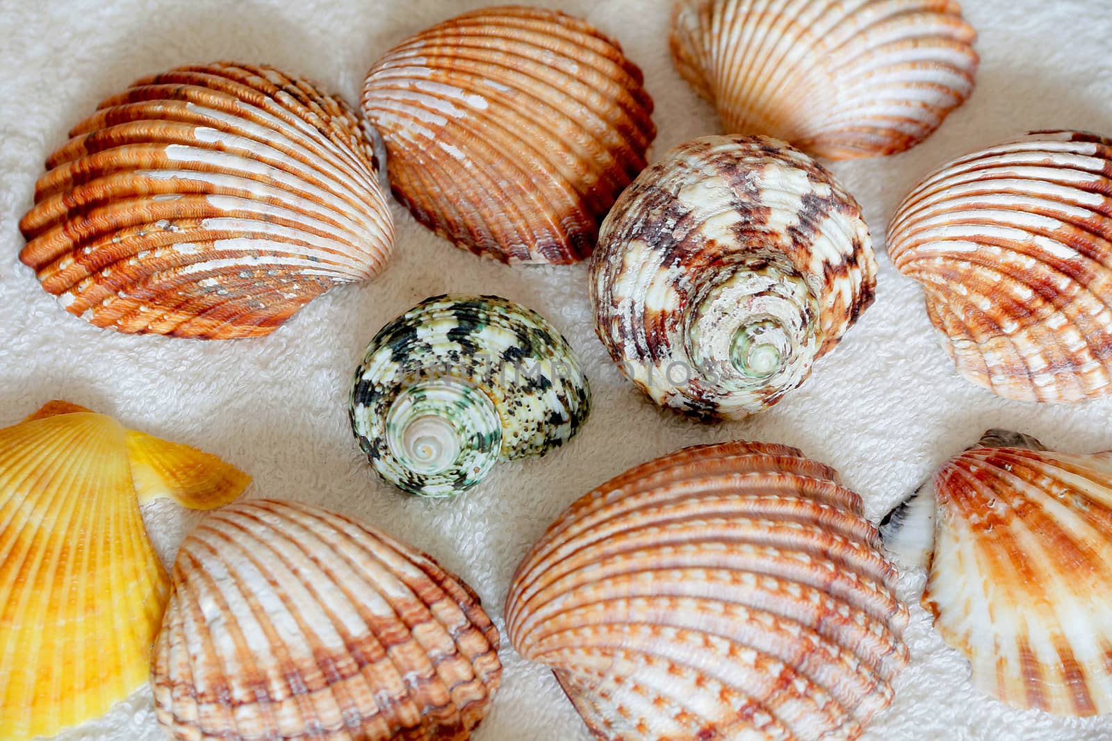 Image of seashells on the blue towel