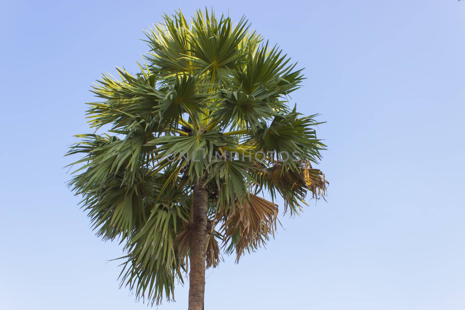 A Toddy-Palm  and Blue Sky by photo2life