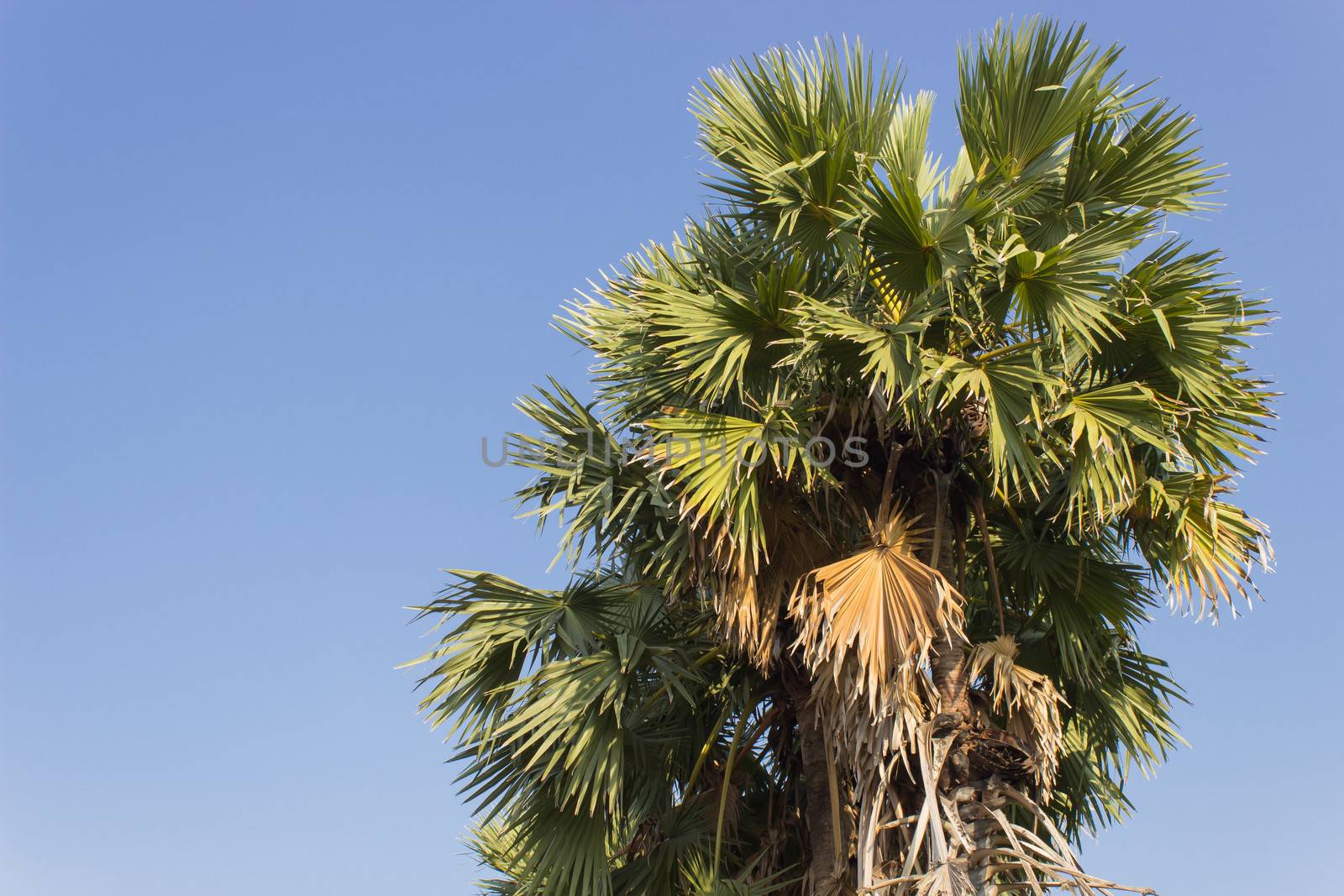 Toddy-Palm  and Blue Sky