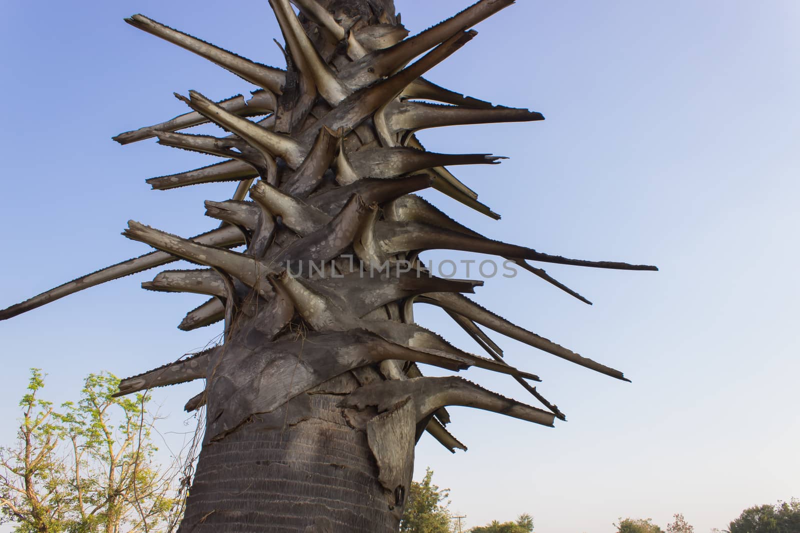 Palm Tree Trunk by photo2life