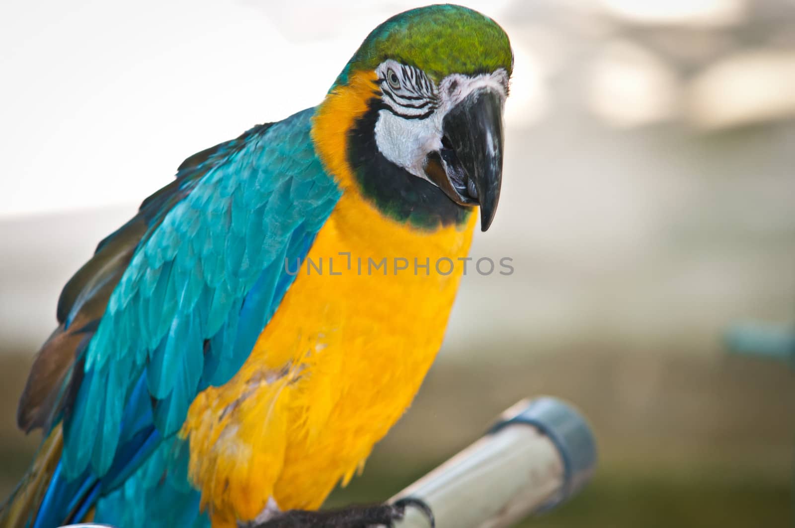 Parrot, Blue-and-yellow Macaw (Ara ararauna)