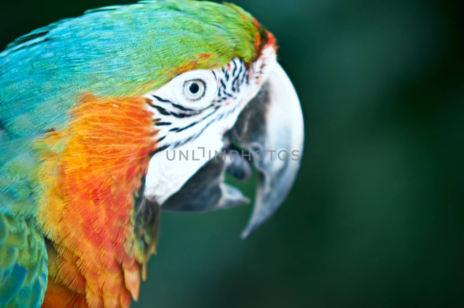 Close-up of Blue and Yellow Macaw, Ara Ararauna, in front .