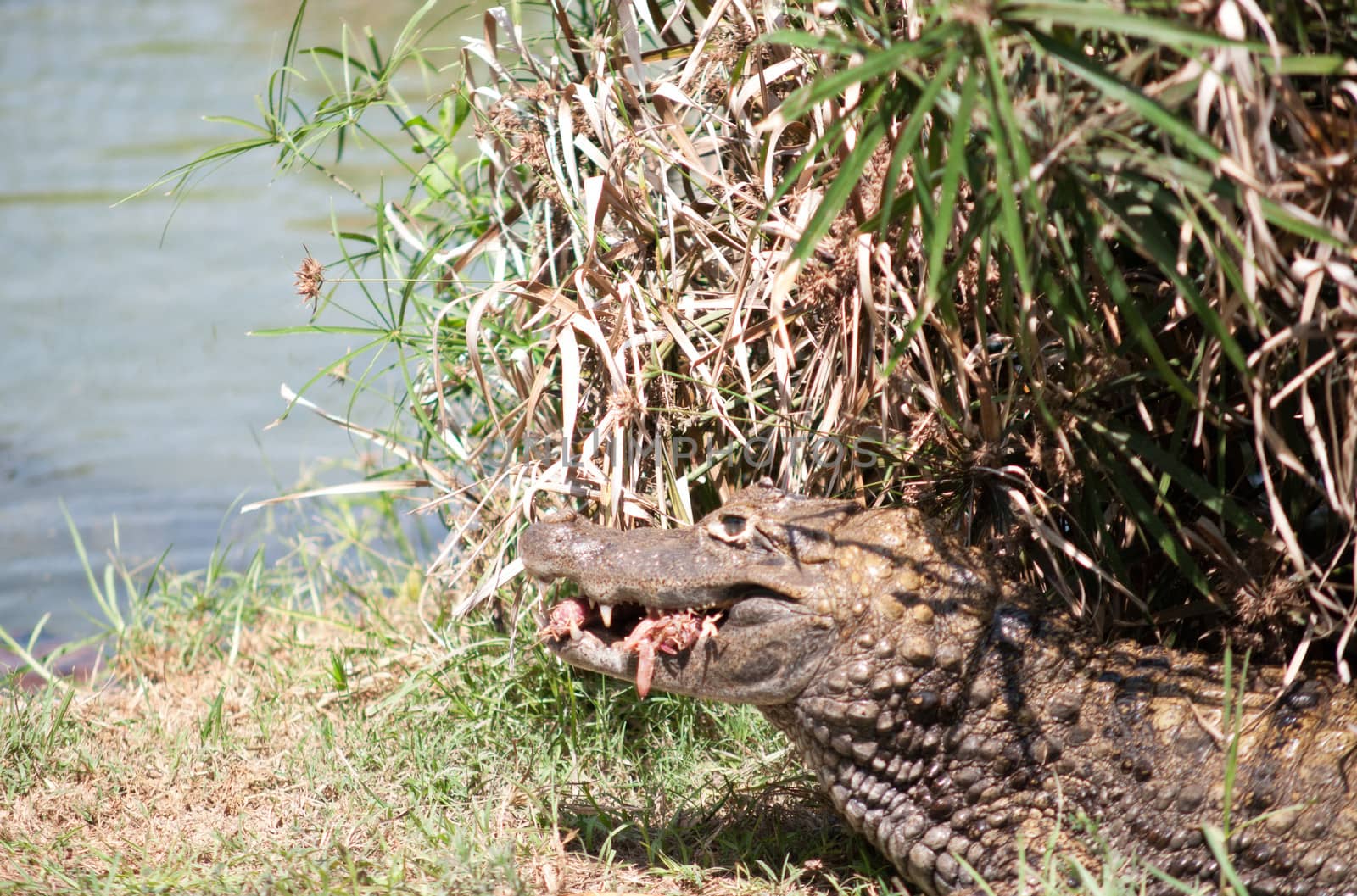 Crocodiles. by LarisaP